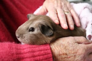 Home Care: Top Five Easy Care Pets for Seniors